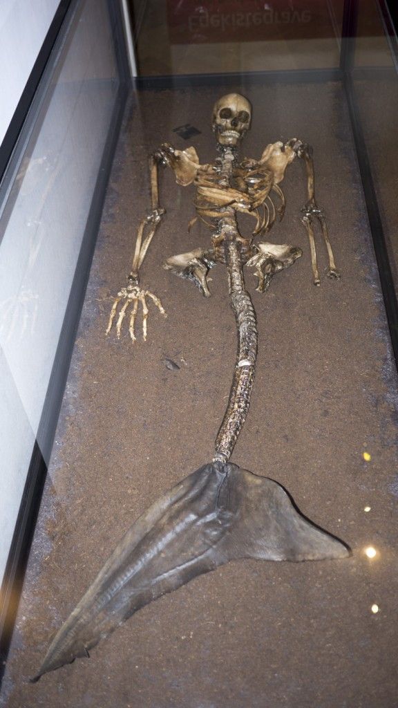 “Archaeologists Unearth Mermaid Remains in Iceland, Unraveling Millennia-Old Enigma” – Hot News Daily