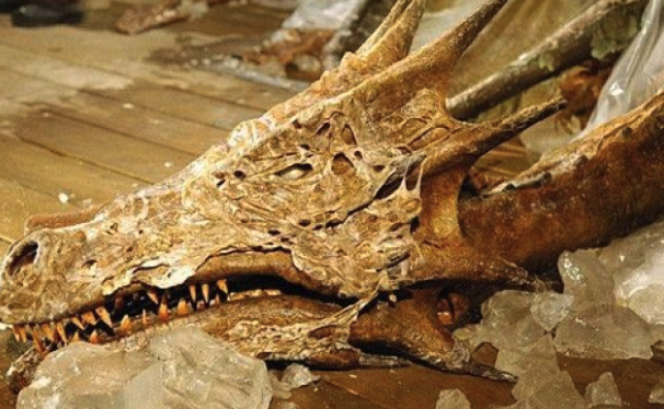 Unearthed Dragon Fossil Amazes Archaeologists – Hot News Daily
